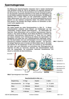 Geschlechtszellen und Befruchtung - Gruppenpuzzle (55 MB)