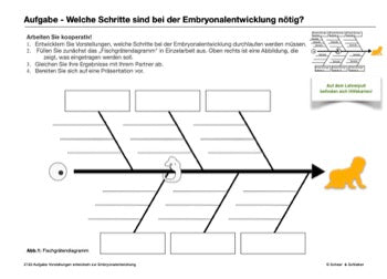 Zellzyklus und Embryonalstadien (156 MB)