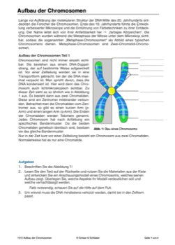 DNA und Chromosomen (4 MB)