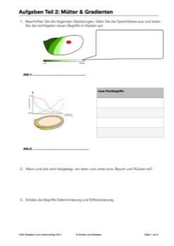 Steuerung der Embryonalentwicklung (361 MB)