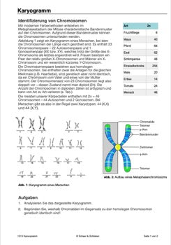 DNA und Chromosomen (4 MB)