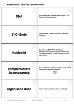 DNA und Chromosomen (4 MB)