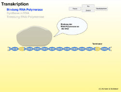 Animation Proteinbiosynthese