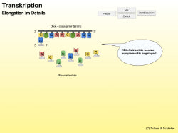 Animation Proteinbiosynthese