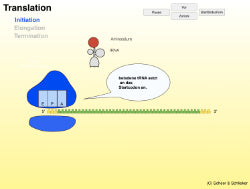 Animation Proteinbiosynthese