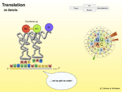 Animation Proteinbiosynthese