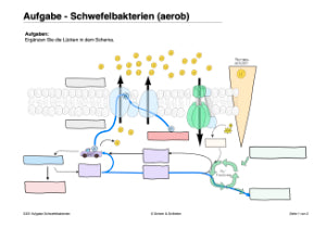 Chemosynthese (188 MB)