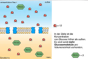 Biomembranen komplett (Einzellizenz)