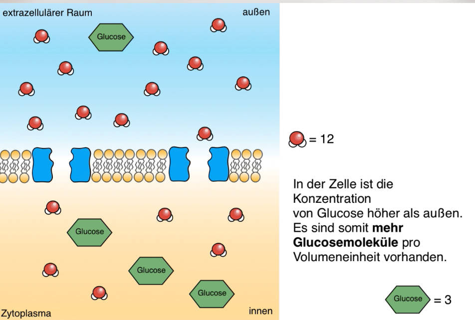 Diffusion und Osmose (170 MB)