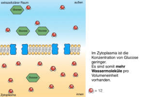 Biomembranen komplett (Einzellizenz)