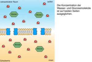 Biomembranen komplett (Einzellizenz)