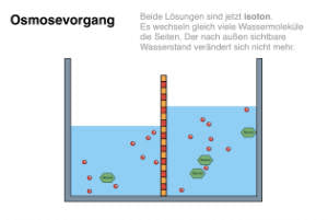 Biomembranen komplett (Einzellizenz)