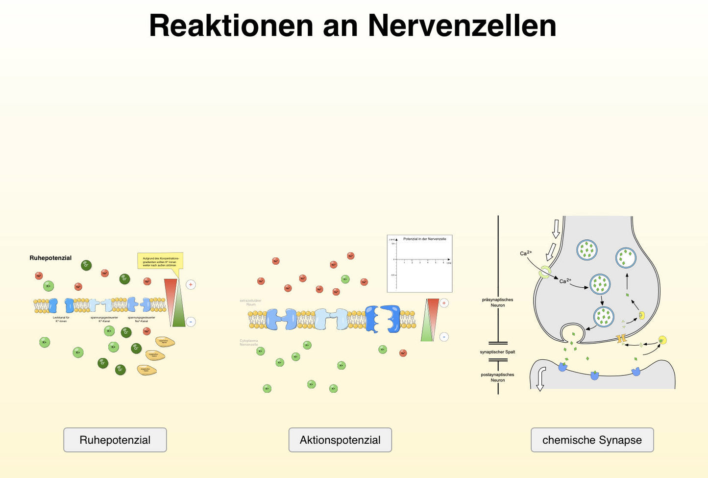 Animationen zur Nervenzelle (Einzellizenz)