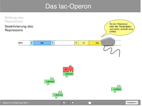 Lac Operon Animation