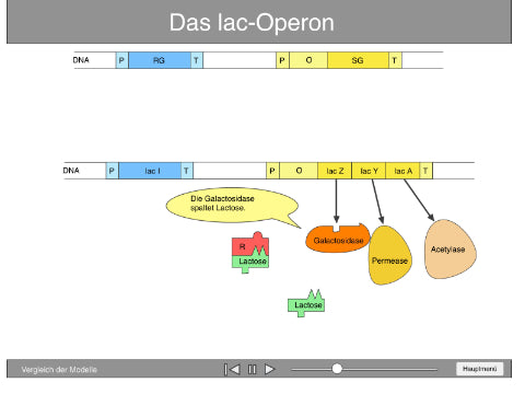 Animation lac-Operon (Schullizenz 1,1 MB)