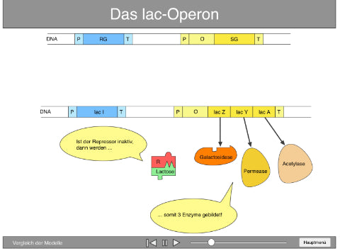 Lac Operon Animation