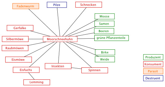 Interspezifische Beziehungen - Stationsarbeit (Einzellizenz) 117 MB