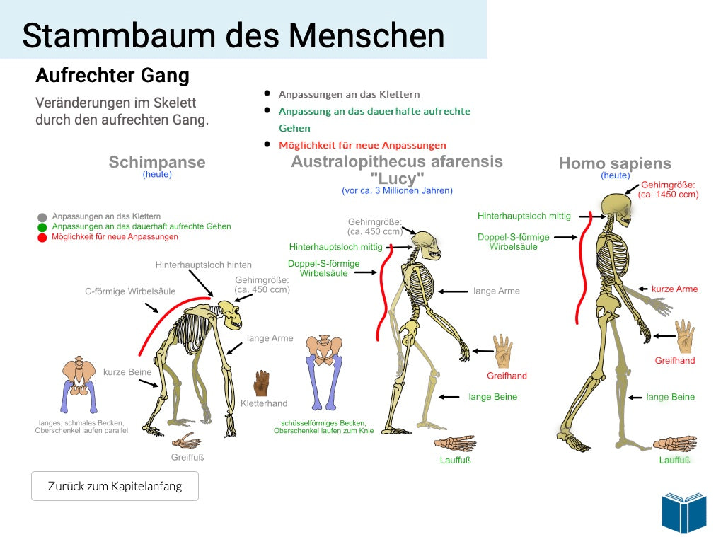 Evolution des Menschen (18 MB) - Einzellizenz