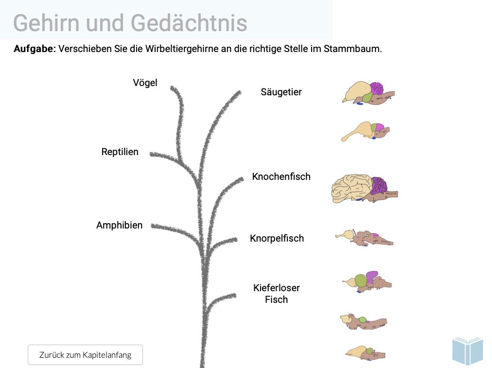 Evolution des Menschen (18 MB) - Einzellizenz